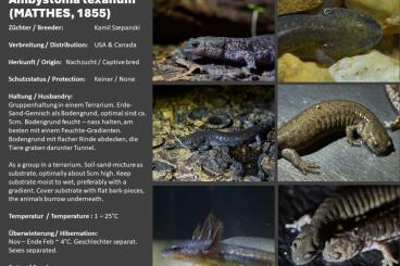 newts and salamanders kaufen und verkaufen Photo: Jetzt reservieren: Ambystoma texanum