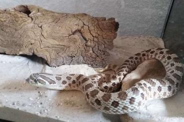 Snakes kaufen und verkaufen Photo: 1.0 Heterodon nasicus 100 % het. Albino