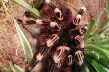 Vogelspinnen kaufen und verkaufen Foto: 0.1 Acanthoscurria geniculata