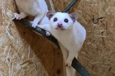 Exotic mammals kaufen und verkaufen Photo: +++ Paradoxurus hermaphroditus "leucistic" +++ Exotic mammals kaufen und verkaufen Photo: +++ Paradoxurus hermaphroditus "leucistic" +++