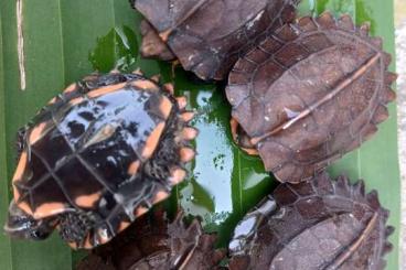 Schildkröten  kaufen und verkaufen Foto: 0.0.3 Cuora mouhotii nz 23