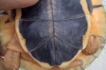 Turtles and Tortoises kaufen und verkaufen Photo: 0.0.2 Cuora trifasciata nz 2023