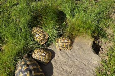 Tortoises kaufen und verkaufen Photo: Griechische Landschildkröten THB NZ 2017, 2009, 2005 Tortoises kaufen und verkaufen Photo: Griechische Landschildkröten THB NZ 2017, 2009, 2005