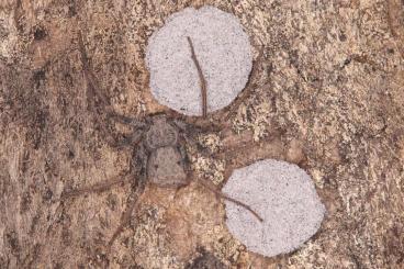 Spinnen und Skorpione kaufen und verkaufen Foto: Rare tarantulas and other spiders for Hamm. 20% discount on preorders!