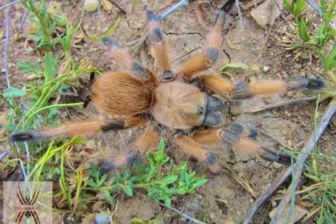 Spinnen und Skorpione kaufen und verkaufen Foto: Rare scorpions, tarantulas and other spiders for shipping!