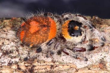 Spiders and Scorpions kaufen und verkaufen Photo: Hemiscorpius, C. kautti, Davus sp. Oaxaca, Phidippus regius 'Trinidad'