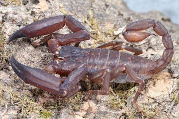 Spiders and Scorpions kaufen und verkaufen Photo: Bulks for Hamm or shipping.