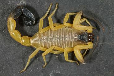 Scorpions kaufen und verkaufen Photo: Rare scorpions, tarantulas and true spiders for Hamm. 20% discount!