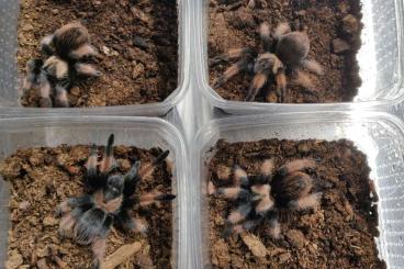Spinnen und Skorpione kaufen und verkaufen Foto: Brachypelma emilia couples for Hamm