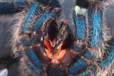 Spiders and Scorpions kaufen und verkaufen Photo: Shipping season started again! Versand wieder möglich!