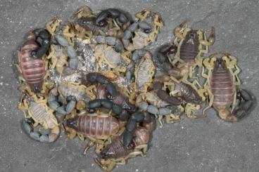 Spinnen und Skorpione kaufen und verkaufen Foto: Rare scorpions,tarantulas,true spiders and more for Hamm.20% discount! Spinnen und Skorpione kaufen und verkaufen Foto: Rare scorpions,tarantulas,true spiders and more for Hamm.20% discount!