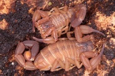 Spiders and Scorpions kaufen und verkaufen Photo: Rare scorpions, spiders and more! Seltene Skorpione, Spinnen und mehr! Spiders and Scorpions kaufen und verkaufen Photo: Rare scorpions, spiders and more! Seltene Skorpione, Spinnen und mehr!