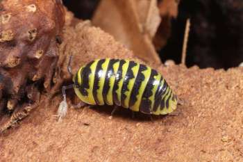 Krebstiere terrestrisch  kaufen und verkaufen Foto: Cubaris. Armadillidium, Porcellio etc