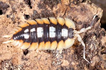 Insekten kaufen und verkaufen Foto: Isopodes: Cubaris, Armadillidium, Porcellio etc