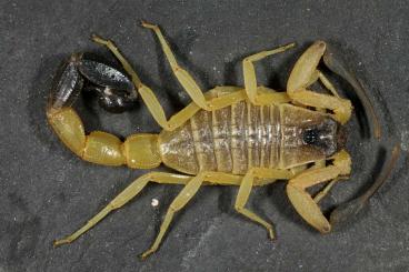 Spinnen und Skorpione kaufen und verkaufen Foto: For sale: Rare scorpions for shipping and pick up.