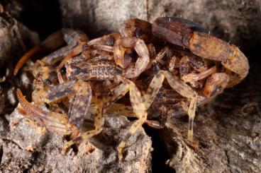 Spinnen und Skorpione kaufen und verkaufen Foto: For sale: Rare scorpions for shipping and pick up.