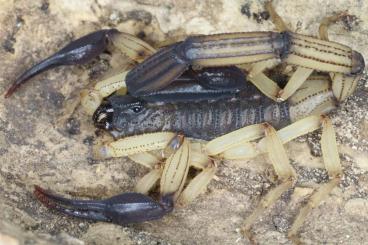 Spinnen und Skorpione kaufen und verkaufen Foto: For sale: Rare scorpions for shipping and pick up.