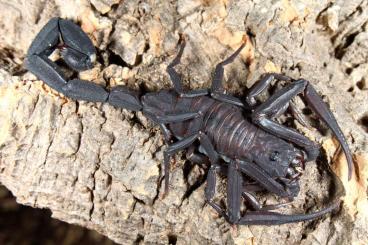 Spinnen und Skorpione kaufen und verkaufen Foto: Rare scorpions for sale. 