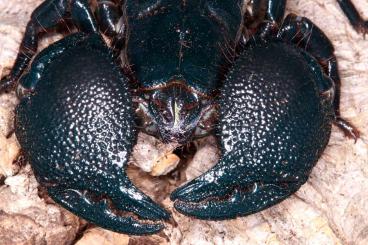 Spinnen und Skorpione kaufen und verkaufen Foto: Scorpions, whipspidersand Isopodes for shipping or local pickup