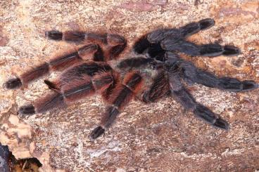 Spinnen und Skorpione kaufen und verkaufen Foto: Tarantulas and other spiders for shipping or local pickup