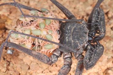 Spinnen und Skorpione kaufen und verkaufen Foto: Scorpions, whipspiders and Isopodes for shipping or local pickup