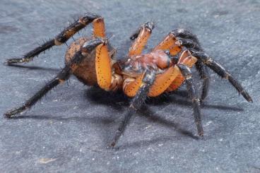 Spinnen und Skorpione kaufen und verkaufen Foto: Tarantulas and other spiders for shipping or local pickup 