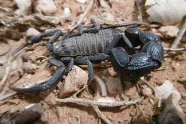 Spinnen und Skorpione kaufen und verkaufen Foto: Scorpions, whipspiders and Isopods for shipping or local pickup
