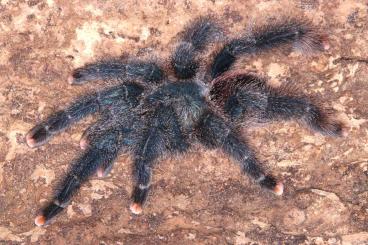 Spinnen und Skorpione kaufen und verkaufen Foto: Tarantulas and other spiders for shipping or local pickup 