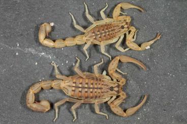 Spinnen und Skorpione kaufen und verkaufen Foto: Scorpions, whipspiders and Isopods for Hamm