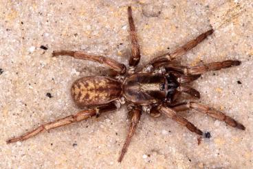 Spinnen und Skorpione kaufen und verkaufen Foto: Tarantulas and other spiders for Hamm