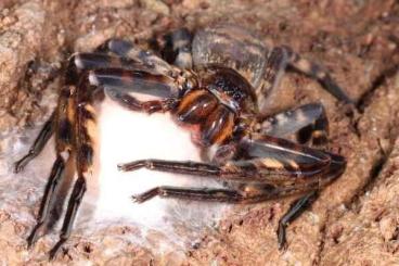 Spinnen und Skorpione kaufen und verkaufen Foto: H. lunula, L. yangae, N. seldeni, L. simillima 