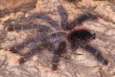 Spiders and Scorpions kaufen und verkaufen Photo: Tarantulas and other spiders for Hamm Spiders and Scorpions kaufen und verkaufen Photo: Tarantulas and other spiders for Hamm
