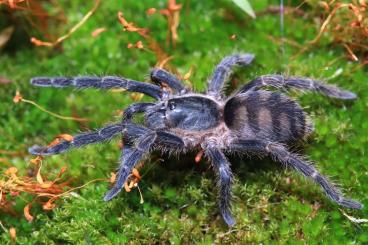 Spinnen und Skorpione kaufen und verkaufen Foto: Harpactira cafreriana, Guyruita cerrado and other spiders for Hamm