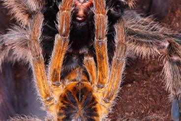 Spinnen und Skorpione kaufen und verkaufen Foto: Rare tarantulas, scorpions and other arachnids for Hamm!