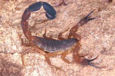 Spinnen und Skorpione kaufen und verkaufen Foto: Scorpions and whipspiders for shipping or pickup