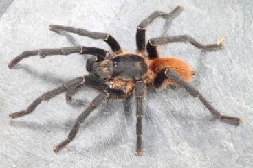 Spinnen und Skorpione kaufen und verkaufen Foto: Tarantulas and true spiders for shipping or pickup
