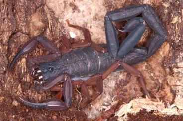 Spiders and Scorpions kaufen und verkaufen Photo: Scorpions, tarantulas and other spiders for Hamm!