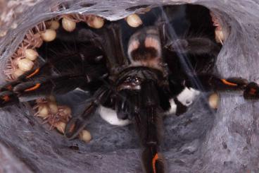 Spinnen und Skorpione kaufen und verkaufen Foto: Scorpions, tarantulas and other spiders for Hamm!