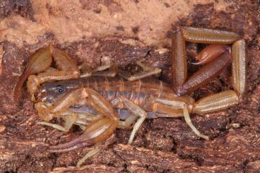 Spiders and Scorpions kaufen und verkaufen Photo: Rare Scorpions, tarantulas and other arachnids for shipping and Houten