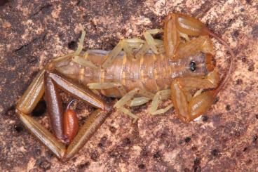 Spiders and Scorpions kaufen und verkaufen Photo: Rare scorpions for pickup and international shipping