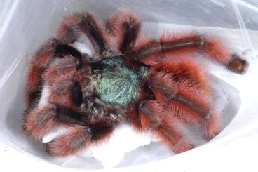 Spinnen und Skorpione kaufen und verkaufen Foto: Tarantulas for Weinstadt, pickup or shipping. Bulks available!