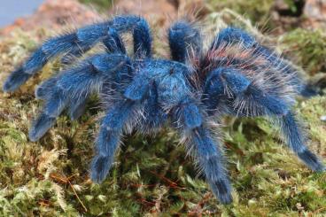 Spinnen und Skorpione kaufen und verkaufen Foto: Tarantulas and true spiders for pickup and international shipping