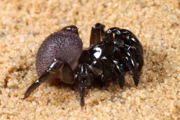 Spinnen und Skorpione kaufen und verkaufen Foto: Scorpions, true spiders and tarantulas for Hamm show!