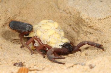 Spinnen und Skorpione kaufen und verkaufen Foto: Scorpions, true spiders and tarantulas for shipping and pickup