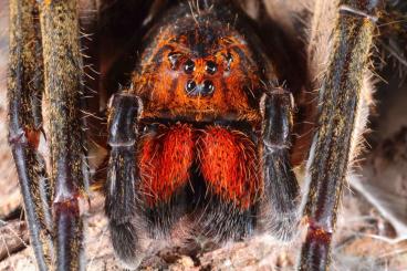 Spinnen und Skorpione kaufen und verkaufen Foto: True spiders, trapdoors spiders, isopodes and firebrats