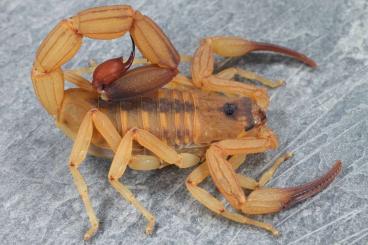 Spiders and Scorpions kaufen und verkaufen Photo: Rare scorpions for pickup and international shipping