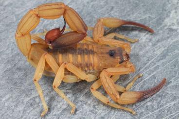 Spinnen und Skorpione kaufen und verkaufen Foto: Rare scorpions for pickup and international shipping