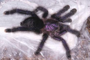 Spinnen und Skorpione kaufen und verkaufen Foto: Tarantulas for pickup and international shipping