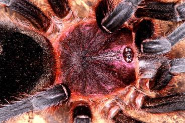 Spinnen und Skorpione kaufen und verkaufen Foto: Scorpions, true spiders and tarantulas for shipping and pickup