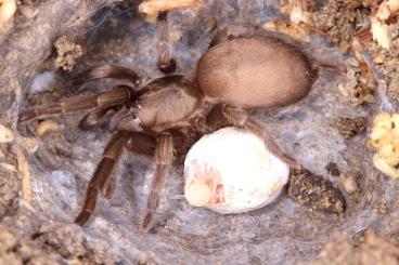 Spiders and Scorpions kaufen und verkaufen Photo: Chaetopelma karlamani first time in hobby! 
